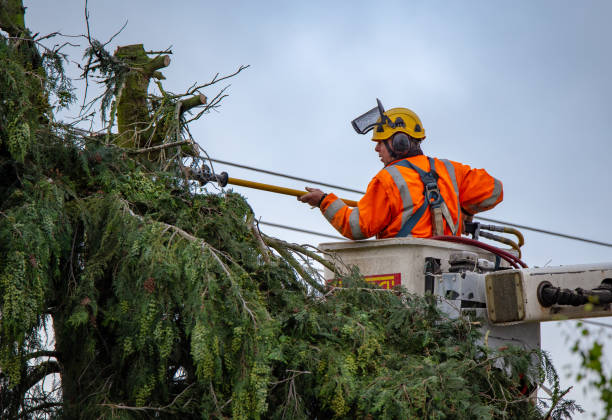 Tree and Shrub Care in Mission Viejo, CA