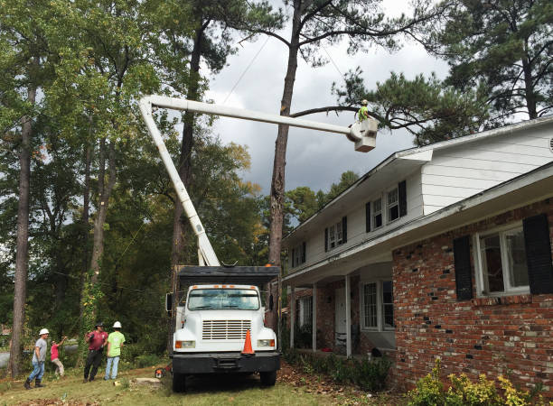 How Our Tree Care Process Works  in  Mission Viejo, CA